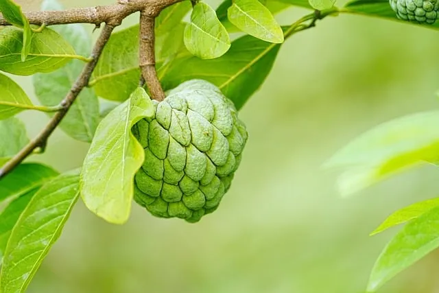 sugar apple 8161386_640